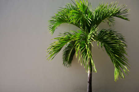 Young palm and white wallの写真素材