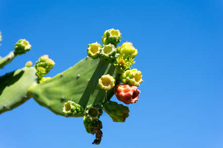 Mexican nopal cactus