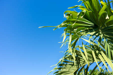 Palm tree and blue skyの写真素材