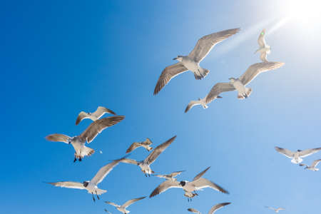 Seagulls flying over the seaの写真素材