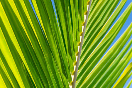Palm tree textureの写真素材