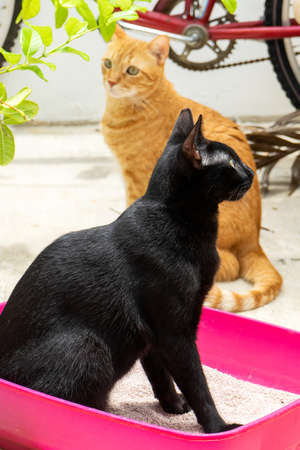 clean cat litter box