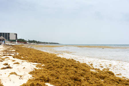 Beach full of sargassum algaeの写真素材