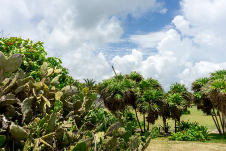 Palms and trees at Tulum, Mexico.の写真素材