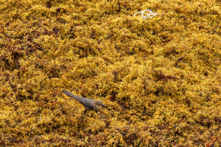 Beach full of sargassum algaeの写真素材