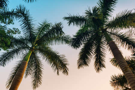 Palm Trees at the sunsetの写真素材