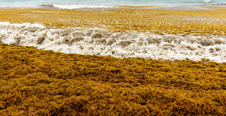 Beach full of sargassum algaeの写真素材