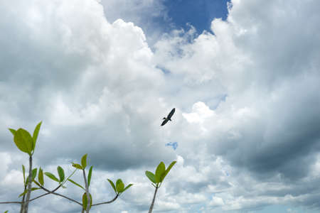 Mexican hawk flying at Bacalar.の写真素材