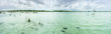 Panorama of lagoon with mangrove trees in Mexicoの写真素材