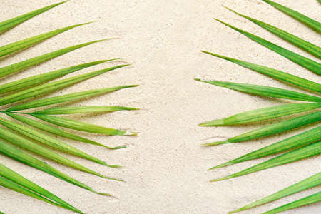 Palm leaf on the beach concept