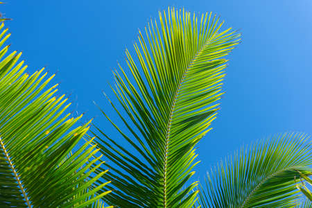Decorative palm tree leaf