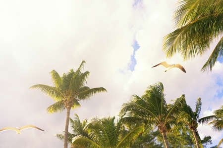 Seagull flying and palm tree