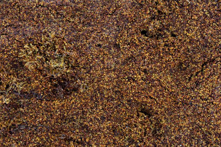 Seaweed sargassum seeds texture