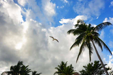 Seagull flying and palm treeの写真素材