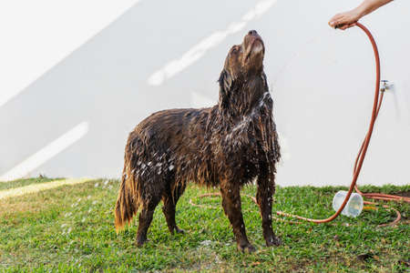Happy dog taking a bath outdoors