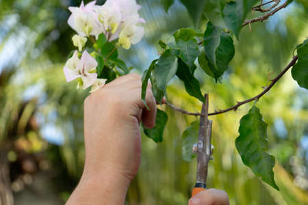 Male hand gardening with scissor