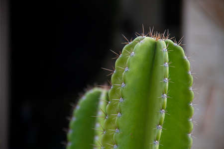 Green cactus close up texture