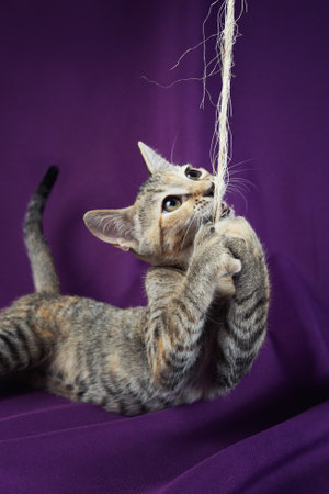 Cute kitty cat playing. Adorable and happy pet on violet backgroundの写真素材
