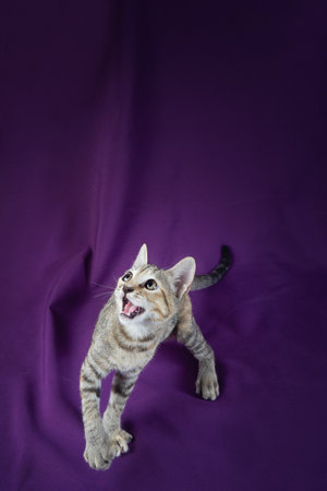 Cute kitty cat playing. Adorable and happy pet on violet backgroundの写真素材