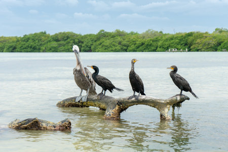 Pelican and cormorants on branch at the lake in Yucatan
