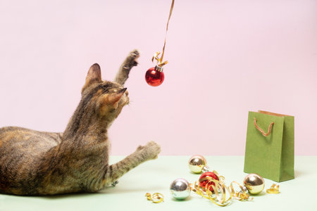 Young cat playing with christmas decoration on colorful backgroundの写真素材