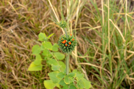 desert plant called lion ears with flower