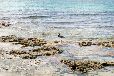 Mexican heron walking at the beachの写真素材