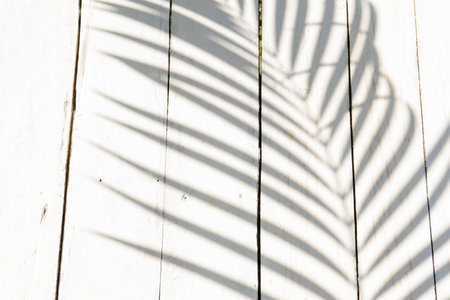 White wooden background and texture with palm for tropical conceptの写真素材