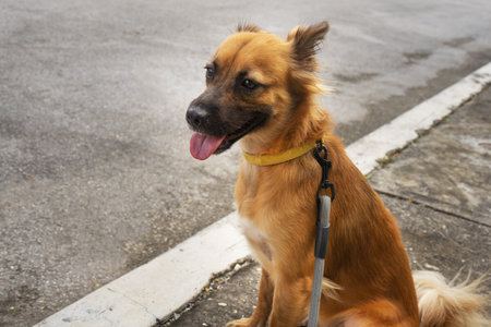 Cute yellow dog looking at the streetの写真素材