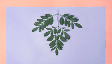 Flat lay with green leaves on purple and pink backgroundの写真素材