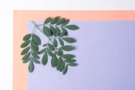 Flat lay with green leaves on purple and white background