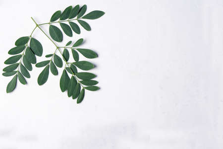 Flat lay with green leaves on white backgroundの写真素材