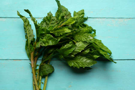Mexican fresh epazote on turquoise background
