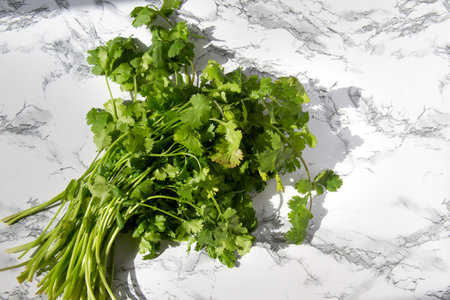 Fresh green cilantro leaves, aromatic herb closeup.の写真素材