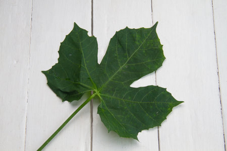 Nutrient-rich Chaya green leaves: culinary versatilityの写真素材