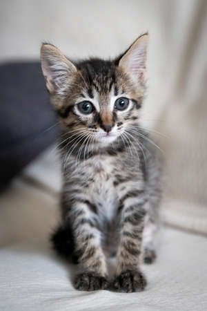 Closeup shot of an adorable kitten sitting on the couch