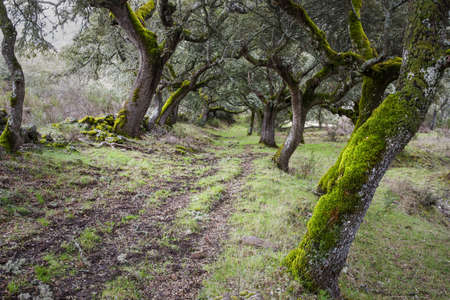 Forest of Mossy Oaks  Mediterranean Forest の写真素材
