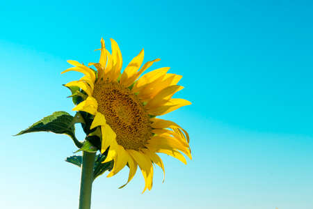 Sunflower Field at Sunset in Summer.の写真素材
