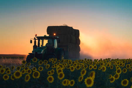 Sunflower Field at Sunset with Tractor.の写真素材