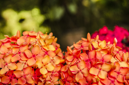 flowerの写真素材