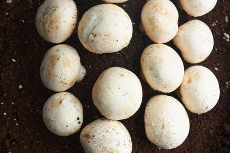 whole mushrooms, in tray with black earth, on blue backgroundの写真素材