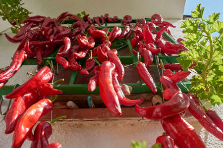 red peppers, hung in a window to dry in the sun, and use all year round, gastronomic delicacyの写真素材
