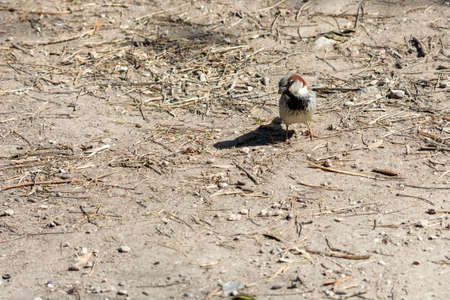 portrait of common sparrow, looking at camera, in the lagoon of mallorca