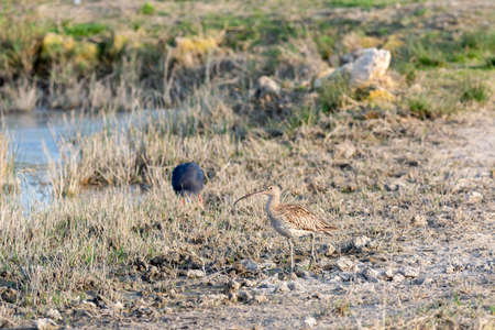 Eurasian curlew Numenius arquata wading wetland in search of food in natural park of mallorca spainの写真素材