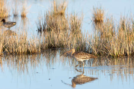 Eurasian curlew Numenius arquata wading wetland in search of food in natural park of mallorca spainの写真素材