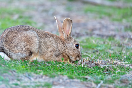 European rabbit (Oryctolagus cuniculus), lying on shore of wetland, natural park of mallorca spainの写真素材
