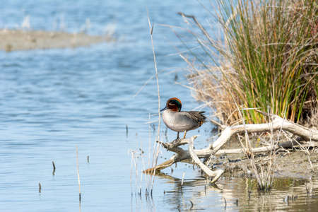 Green-winged Teal (Anas crecca) Common Teal in savage state, perched on a branch on the shore of salty lake, in natural park, la albufera, mallorcaの写真素材