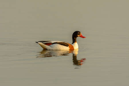 Common Shelduck (Tadorna tadorna) swimming in wetland, natural park of mallorca spainの写真素材