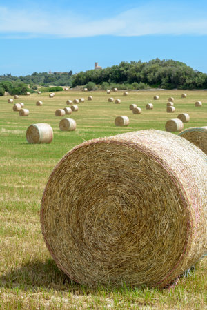 Stacks of straw - bales of hay, rolled into stacks left after harvesting of wheat ears, agricultural farm field with gathered crops rural. Balearic Islands, Majorca, Spainの写真素材