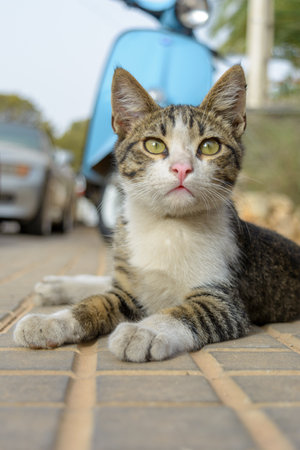 portrait of young gray tabby shorthair cat, european common cat,